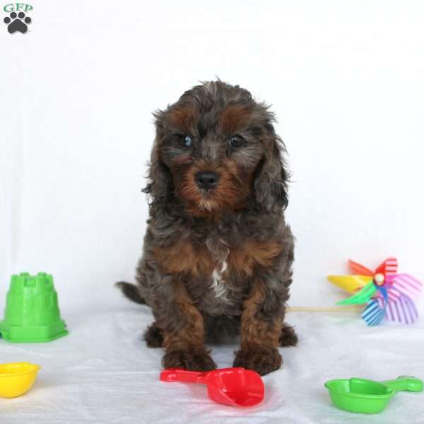 Laney, Cavapoo Puppy